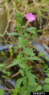 Attēlu rezultāti vaicājumam “Epilobium hirsutum flower”