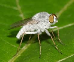 Attēlu rezultāti vaicājumam “Therevidae larva”