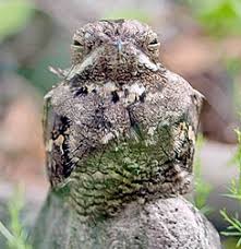 Attēlu rezultāti vaicājumam “Caprimulgus europaeus adult”