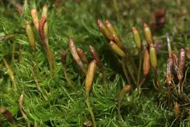 Attēlu rezultāti vaicājumam “| Dicranum”