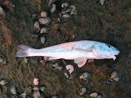 Image result for Menticirrhus littoralis