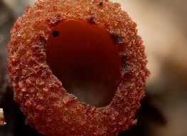 Attēlu rezultāti vaicājumam “Gloiodon strigosus”