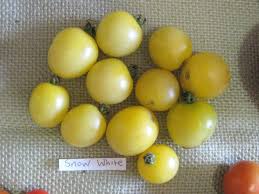 Afbeeldingsresultaat voor hawaiian white cherry tomato