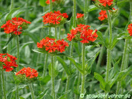 Attēlu rezultāti vaicājumam “Silene chalcedonica flower”