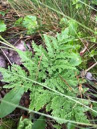 Attēlu rezultāti vaicājumam “Cnidium dubium leaf”
