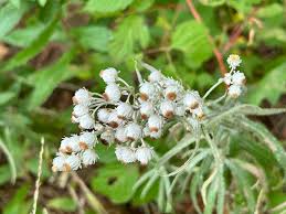 Attēlu rezultāti vaicājumam “Anaphalis margaritacea leaf”