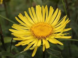 Image result for Inula hirta