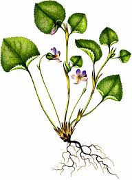 Attēlu rezultāti vaicājumam “Viola mirabilis leaf”