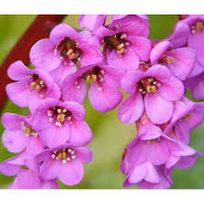 Image result for Bergenie