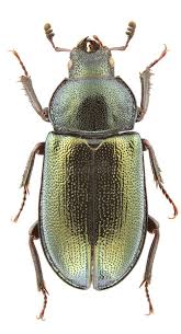 Attēlu rezultāti vaicājumam “Platycerus caraboides”