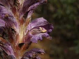 Attēlu rezultāti vaicājumam “Orobanche coerulescens bud”