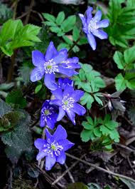 Attēlu rezultāti vaicājumam “Hepatica nobilis flower”