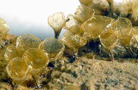 Attēlu rezultāti vaicājumam “Diderma chondrioderma macro”