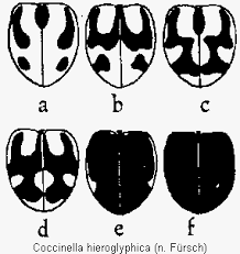 Attēlu rezultāti vaicājumam “Coccinella hieroglyphica”
