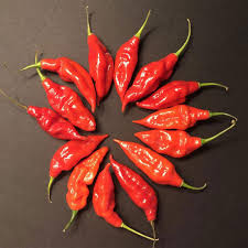 Afbeeldingsresultaat voor paper lantern hot pepper