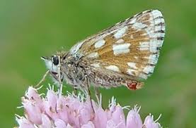 Attēlu rezultāti vaicājumam “Pyrgus serratulae”