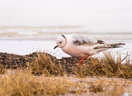 Image result for Rhodostethia rosea