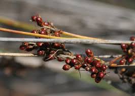 Attēlu rezultāti vaicājumam “Juncus bulbosus fruit”