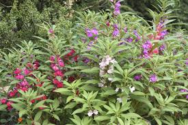 Image result for Impatiens balsamina