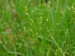 Attēlu rezultāti vaicājumam “Carex disperma”
