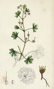 Attēlu rezultāti vaicājumam “Geranium pusillum”
