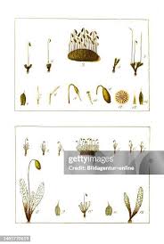 Attēlu rezultāti vaicājumam “Bryum caespiticium sporophyte”