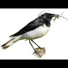 Attēlu rezultāti vaicājumam “Oenanthe oenanthe male”