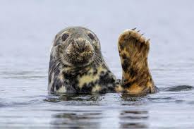 Image result for Halichoerus grypus