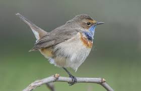 Attēlu rezultāti vaicājumam “Luscinia svecica”