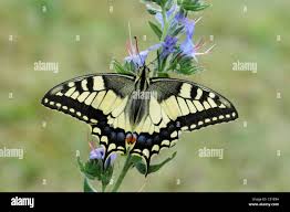 Attēlu rezultāti vaicājumam “Papilio machaon upperside”