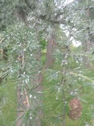 Attēlu rezultāti vaicājumam “Adelges laricis”