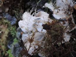 Attēlu rezultāti vaicājumam “Peltigera”