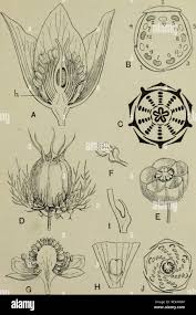 Attēlu rezultāti vaicājumam “Ranunculus sceleratus fruit”