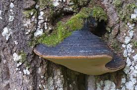 Attēlu rezultāti vaicājumam “Phellinus populicola”