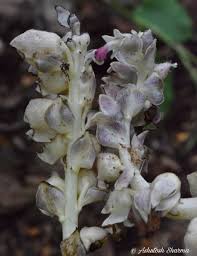 Attēlu rezultāti vaicājumam “Lathraea squamaria flower”