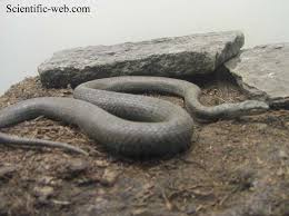 Attēlu rezultāti vaicājumam “Coronella austriaca”