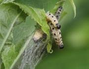 Attēlu rezultāti vaicājumam “Yponomeuta malinellus / cagnagella”