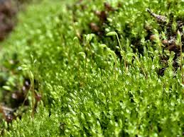 Attēlu rezultāti vaicājumam “Pohlia”