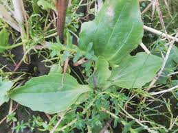 Attēlu rezultāti vaicājumam “Plantago major subsp. intermedia”