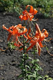 Attēlu rezultāti vaicājumam “Lilium lancifolium flower”