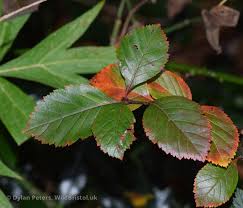 Attēlu rezultāti vaicājumam “Crataegus persimilis”