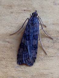 Attēlu rezultāti vaicājumam “Nomophila noctuella”