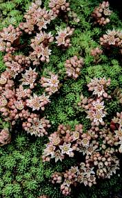 Attēlu rezultāti vaicājumam “Sedum hispanicum flower”