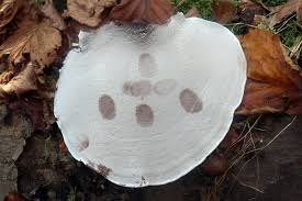 Attēlu rezultāti vaicājumam “Reticularia jurana spores”