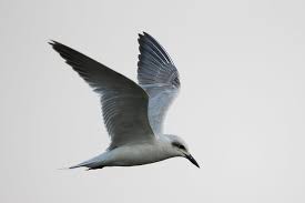 Image result for Gelochelidon nilotica