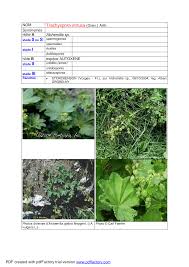 Attēlu rezultāti vaicājumam “Trachyspora intrusa”