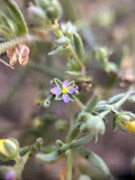 Attēlu rezultāti vaicājumam “Spergularia marina flower”
