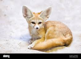 Attēlu rezultāti vaicājumam “Vulpes zerda”