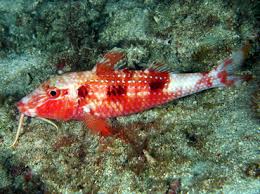 Image result for Pseudupeneus maculatus