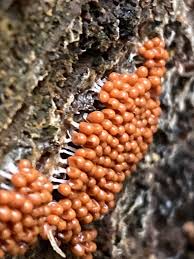 Attēlu rezultāti vaicājumam “Lamproderma violaceum young”